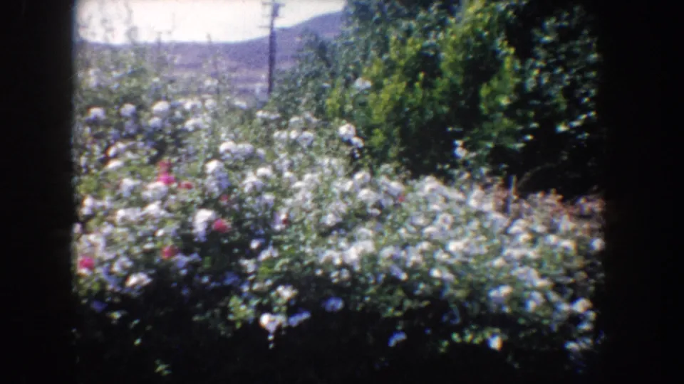 Sunlit 1962 California garden view with flowering rose bushes, trees, utility poles, and hazy hills in the background.