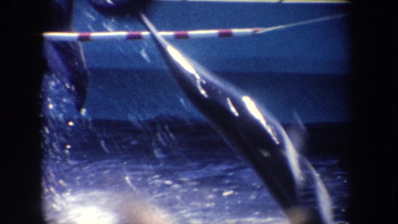 Dolphin rising from a blue pool near a striped rail, with water splashing around it.