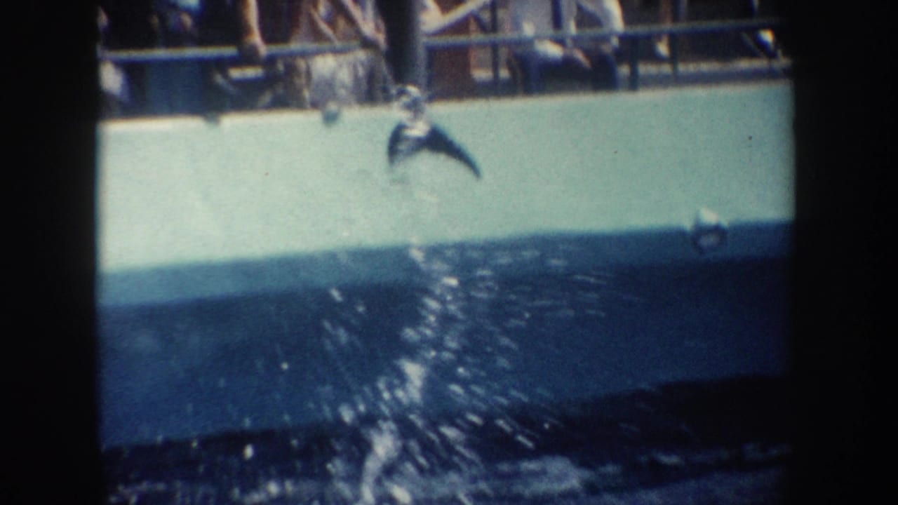 1962 California 8mm frame showing a likely dolphin breaching near a passenger boat as people watch from the rail.