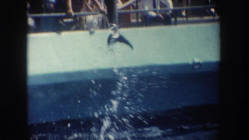 1962 California 8mm frame showing a likely dolphin breaching near a passenger boat as people watch from the rail.