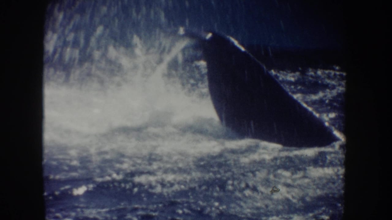 1962 California 8mm frame showing a dolphin partly above the pool surface amid spray and soft blue water tones.