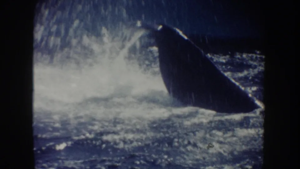 1962 California 8mm frame showing a dolphin partly above the pool surface amid spray and soft blue water tones.