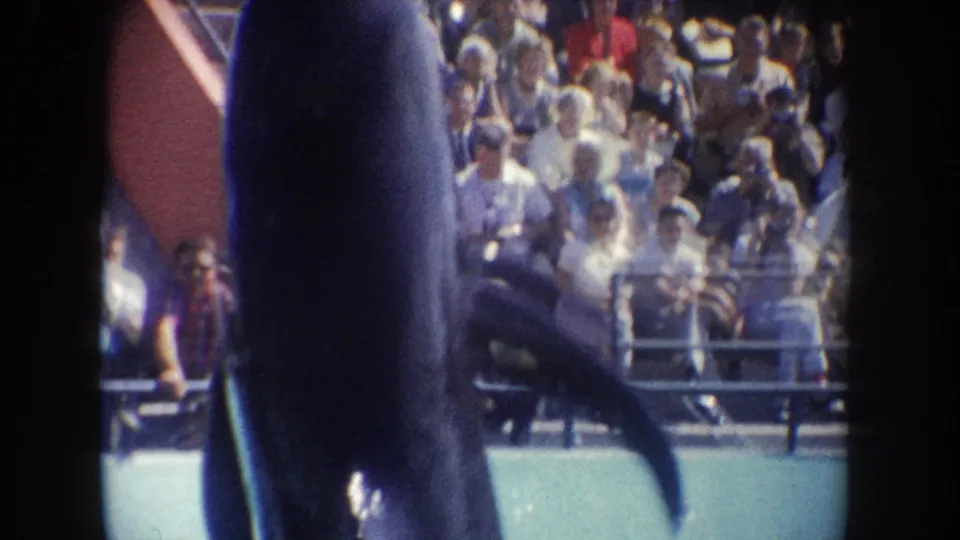 1962 California 8mm frame showing a dolphin upright near the pool edge with a visible audience in the background.