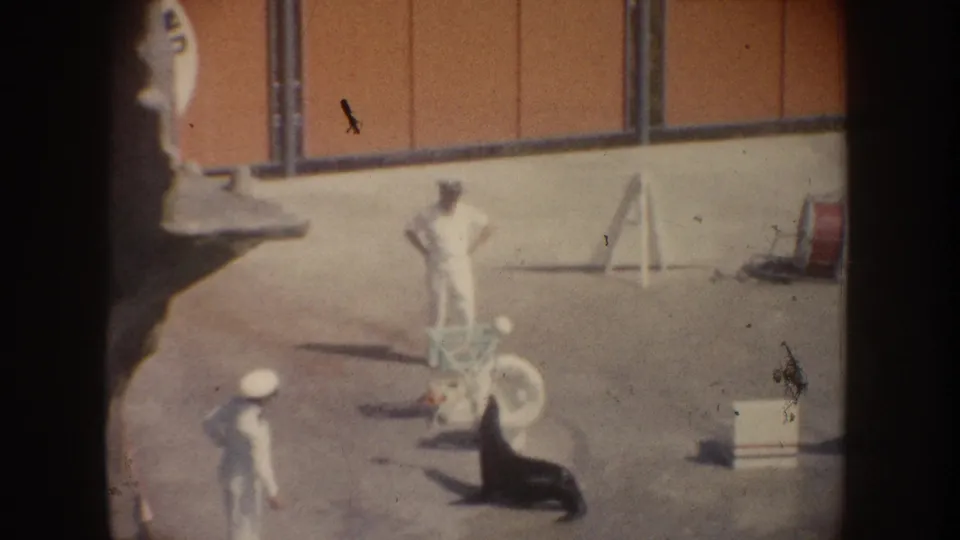 1962 California zoo or animal-show footage shows a trainer in white near a sea lion, circular prop, and arena wall.