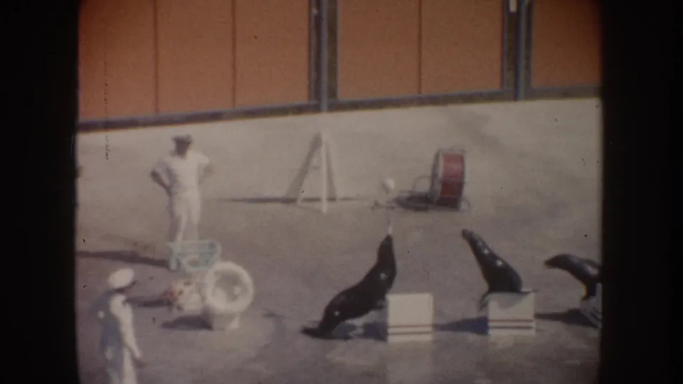 1962 California animal-show footage shows several sea lions near low boxes as a trainer stands before a tan wall.