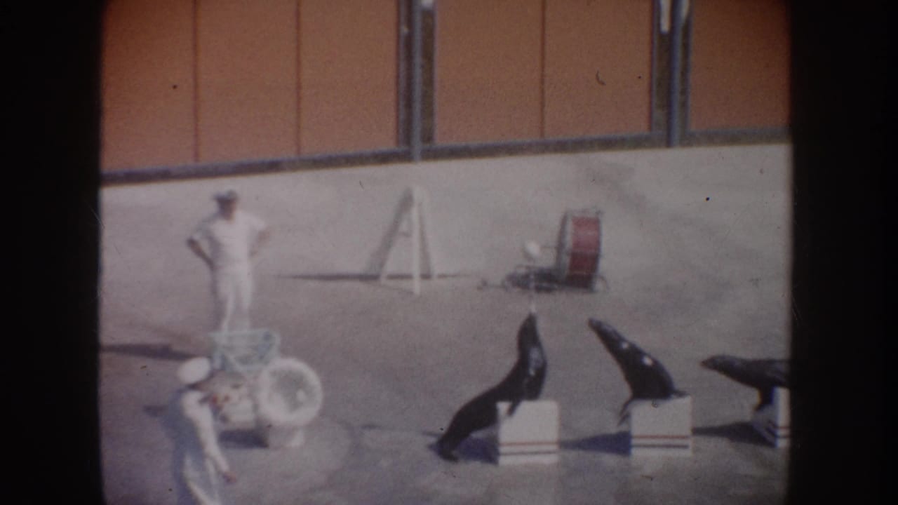 1962 California home-movie frame showing three sea lions on white blocks during a marine-park ball act with handlers nearby.