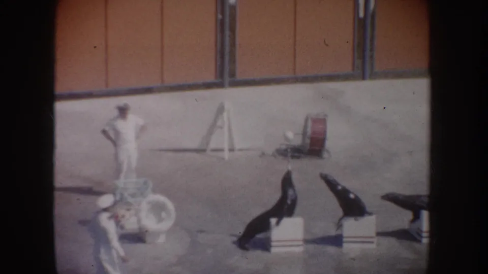 1962 California home-movie frame showing three sea lions on white blocks during a marine-park ball act with handlers nearby.