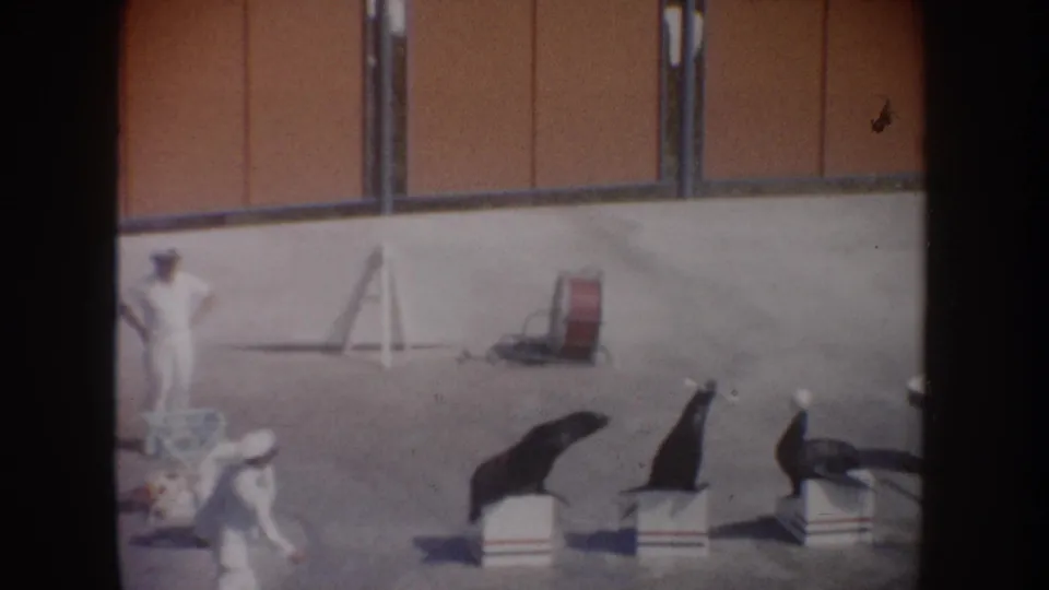 Three sea lions perform on pedestal blocks in a sunny 1962 California marine-park scene, with a white-uniformed handler at left.