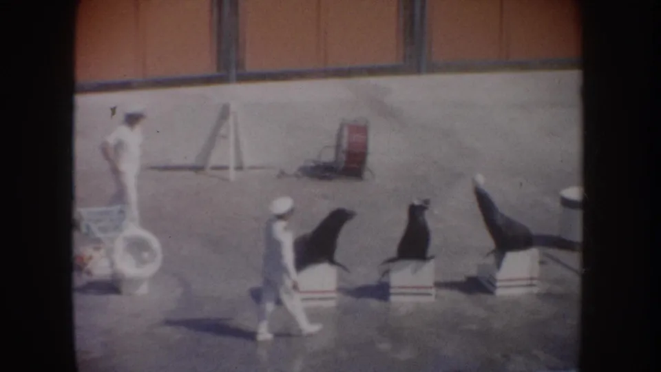 Visitor-shot 8mm frame from 1962 California showing a handler crossing in front of three sea lions during a marine-park routine.