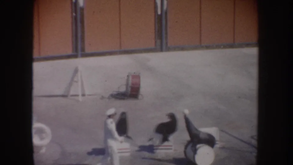 End frame of the 1962 California sea lion show clip, with three animals on white blocks and a handler near the left edge.