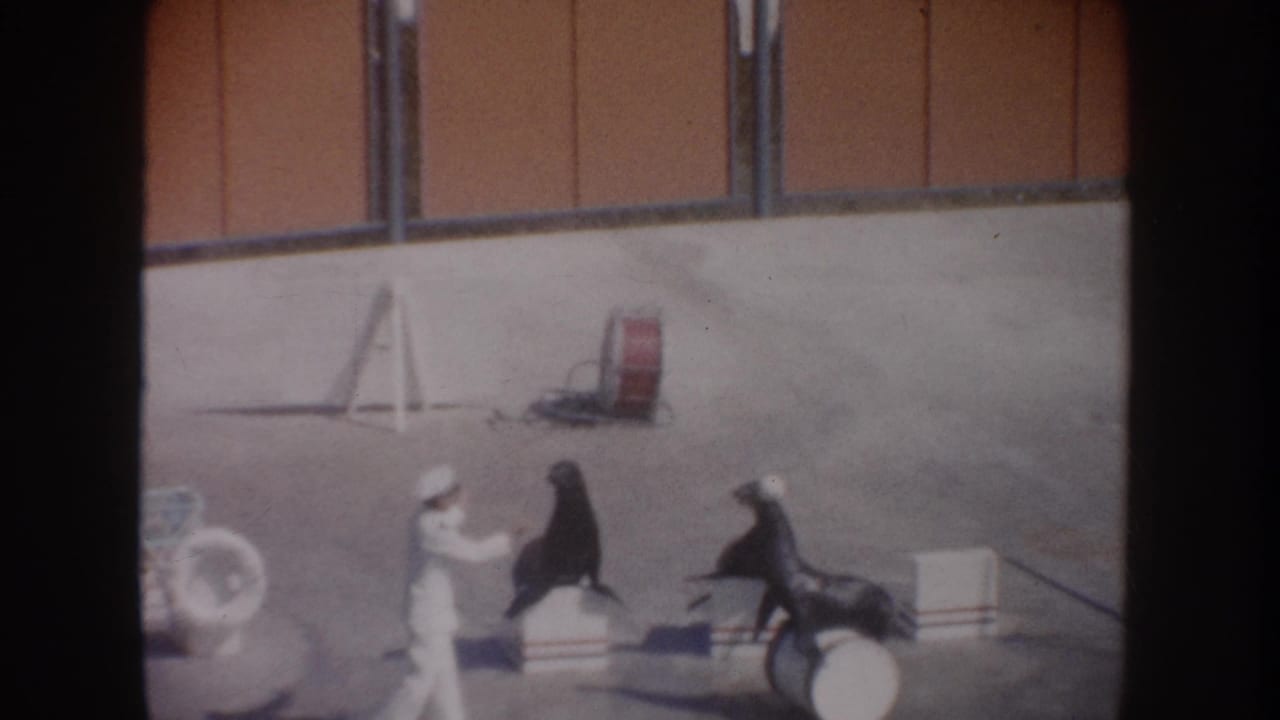 1962 California 8mm frame showing a white-uniformed trainer directing sea lions among platforms and a barrel in a water park arena.