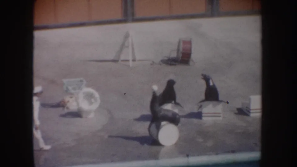 Sea lions perform on barrels and boxes in a 1962 California water park arena, with a trainer partly visible at left.