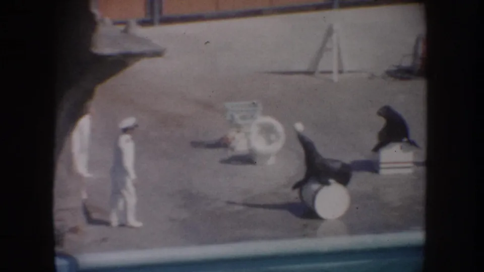 Visitor-shot 1962 California frame of a trainer observing sea lions working with a barrel and platform in an outdoor performance space.