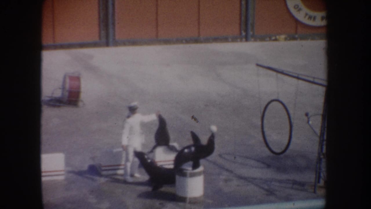 1962 California home-movie frame showing a white-uniformed trainer with two sea lions, one balancing a ball near a show hoop.