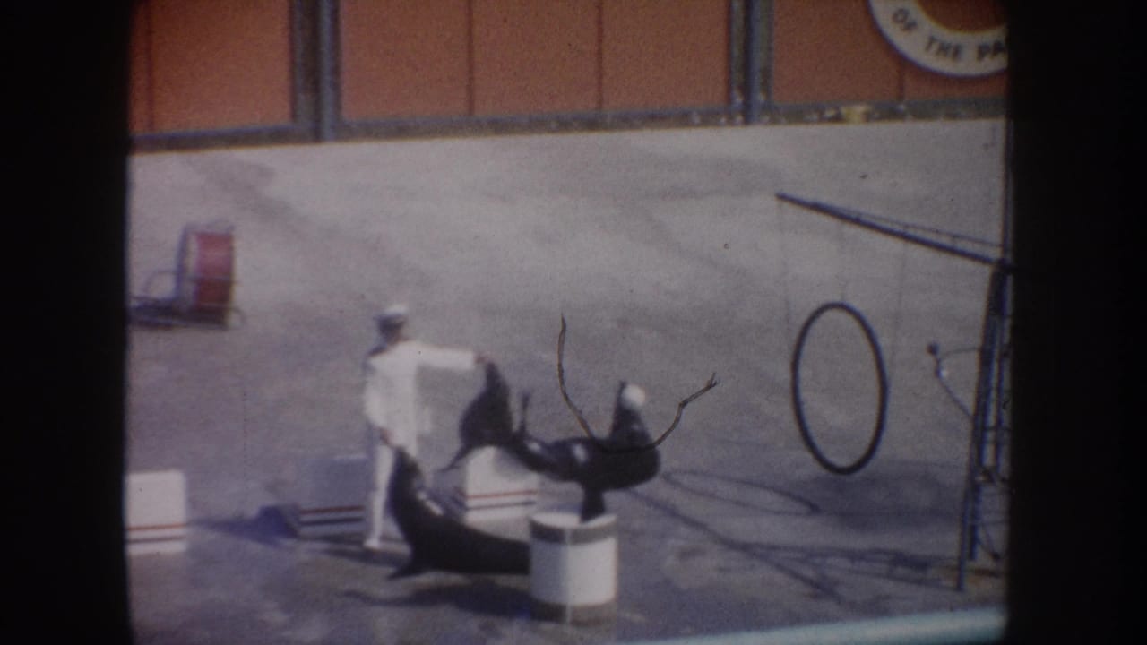 Two sea lions lean near a trainer while one raises its flippers beside a ball and hoop.