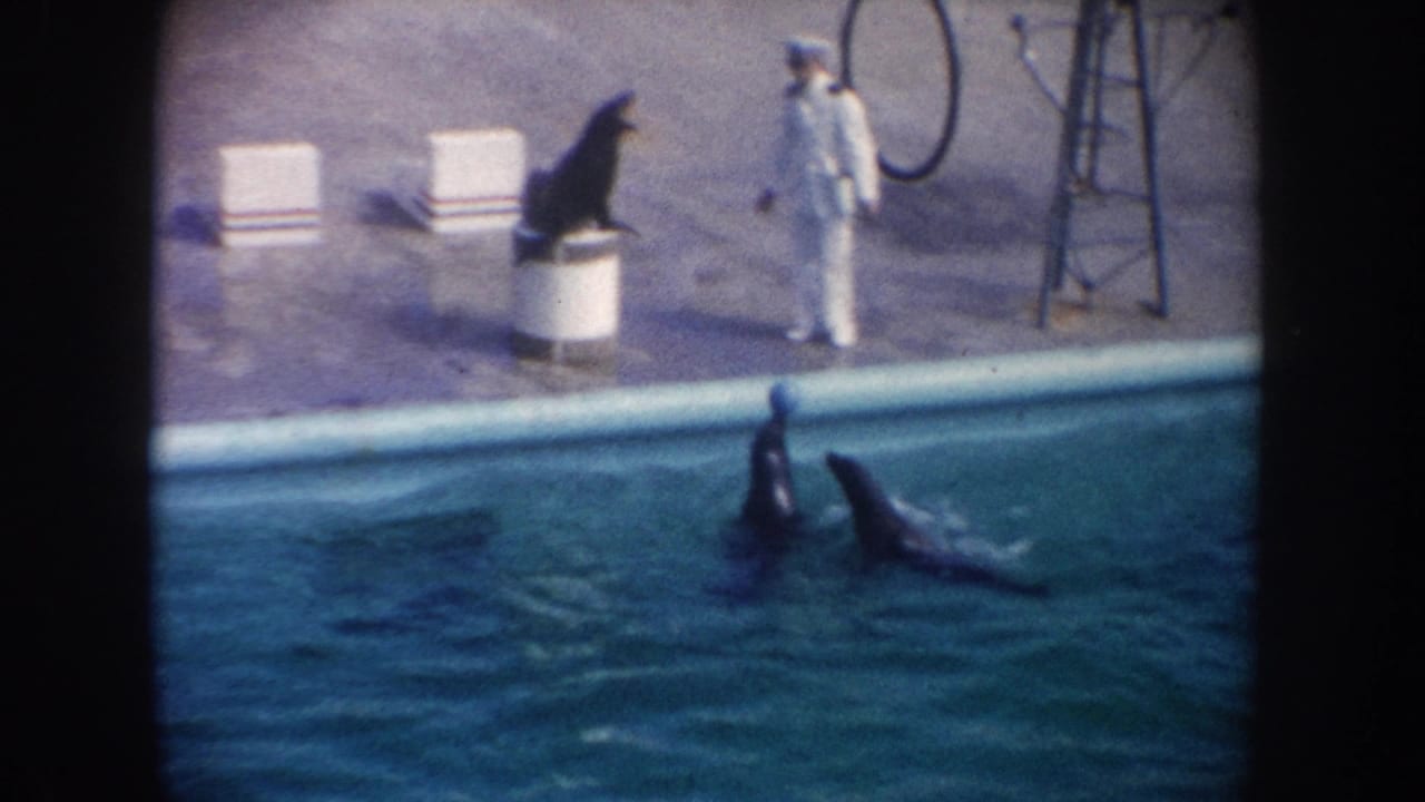Trainer stands near a sea lion on a pedestal as two dolphins surface in the pool.