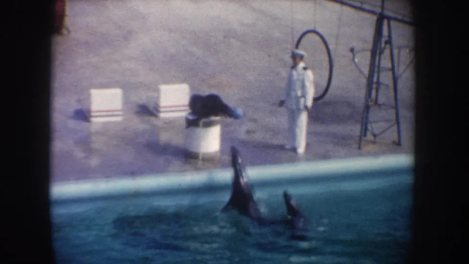Home-movie frame of a sea lion on a pedestal, a trainer at the pool edge, and a dolphin balancing a blue ball during the show.