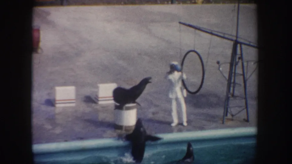 1962 California frame with a sea lion on a white pedestal, a trainer by a hoop, and dolphins performing at the pool edge.