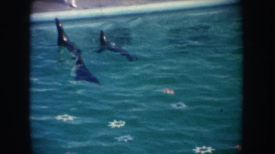 1962 California 8mm frame showing several sea lions swimming in a turquoise performance pool with star-shaped markings below.