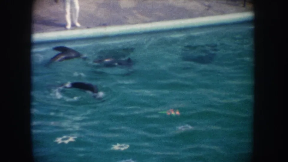 1962 California 8mm frame of sea lions swimming across a turquoise pool as a light-clothed person stands poolside.