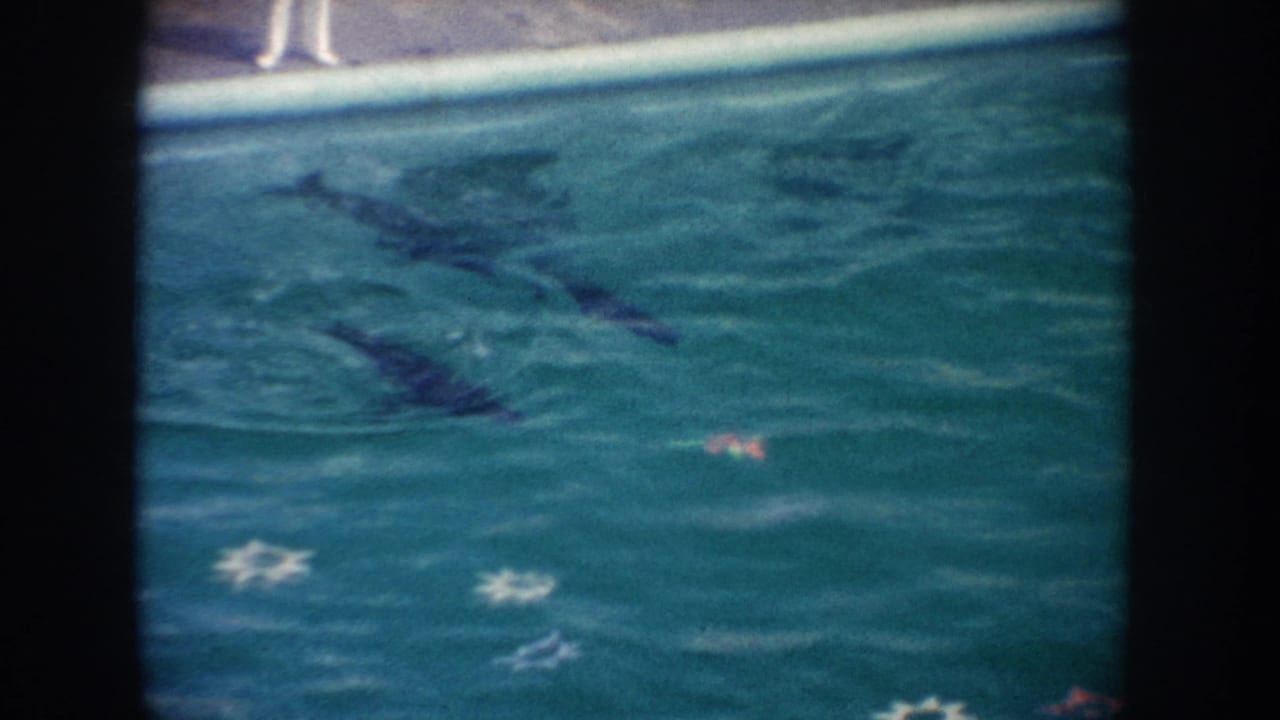 1962 California 8mm frame showing dark seals moving through teal pool water with decorative star tiles and partial legs at the edge.
