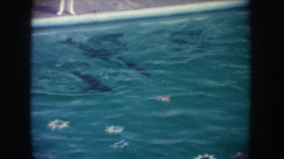 1962 California 8mm frame showing dark seals moving through teal pool water with decorative star tiles and partial legs at the edge.