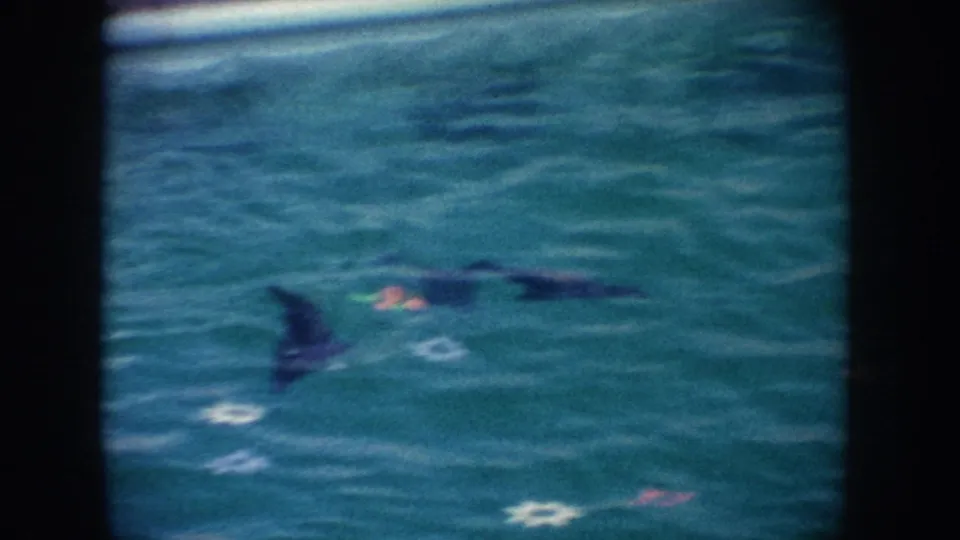 1962 California home-movie frame of a seal swimming through teal-blue water over decorative white and red star-shaped pool tiles.