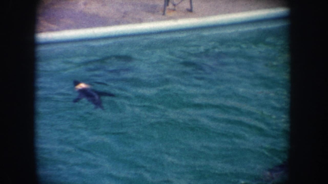 Seal swimming in a turquoise exhibit pool with dark film borders.