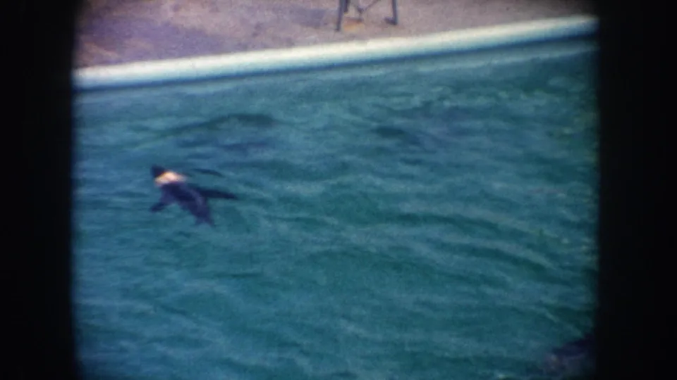 A seal swims near the surface of a man-made pool in 1962 California 8mm home-movie footage.
