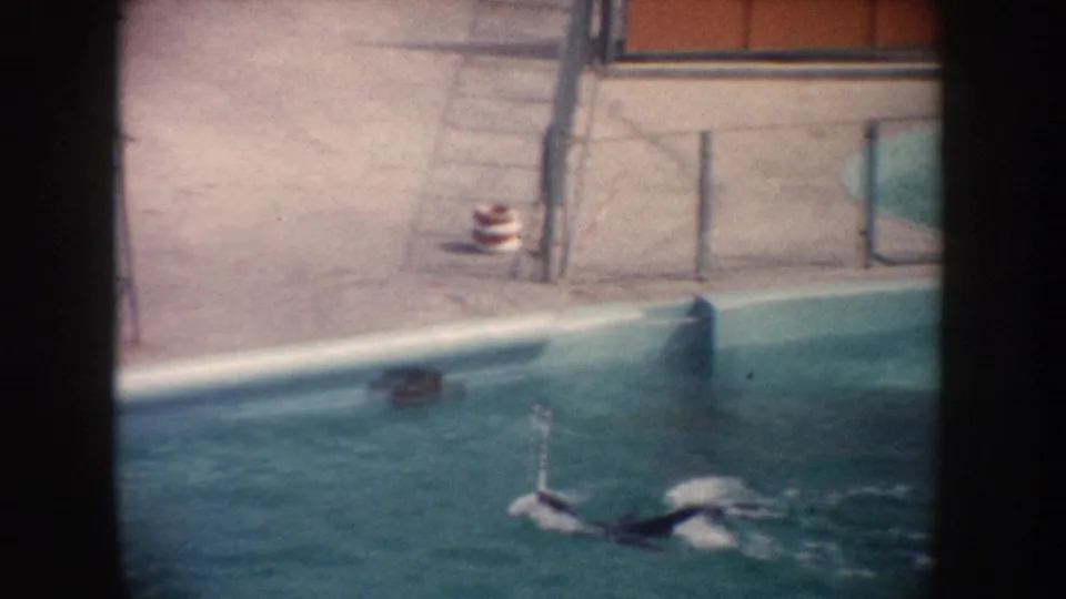 A seal surfaces near the pool edge as deck structures and a small striped object appear in the background.