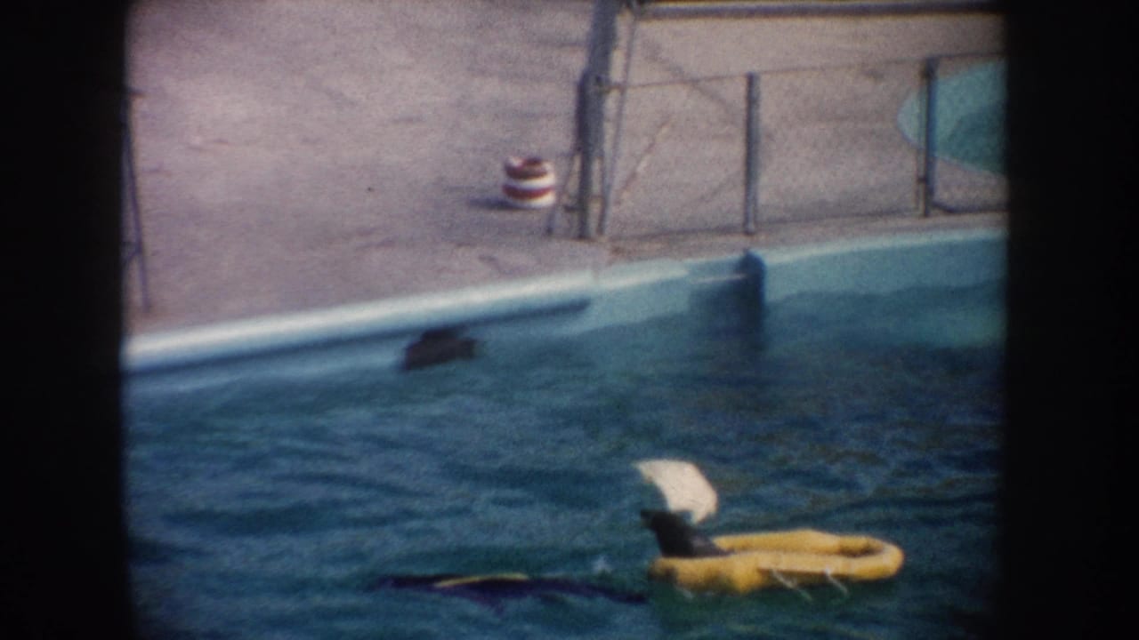 1962 California 8mm frame with a yellow pool float being pulled by a sea lion or similar marine animal beside a deck and fence.