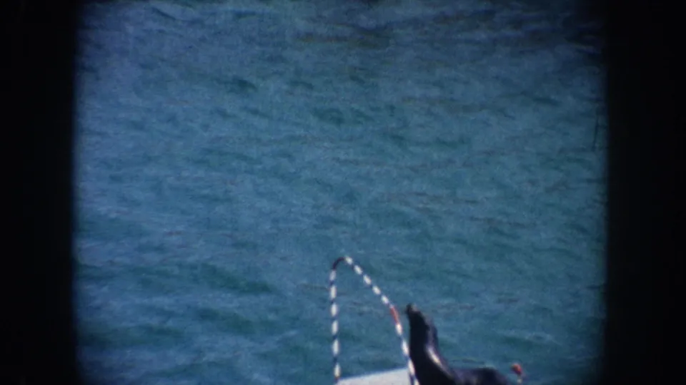 1962 California 8mm frame with a dark seal near the platform apparatus in a blue marine-park pool.