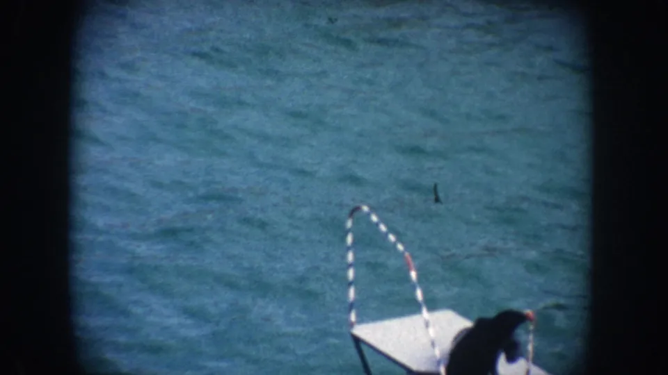 1962 California 8mm frame showing the seal close to the white platform beneath the striped pole over blue pool water.