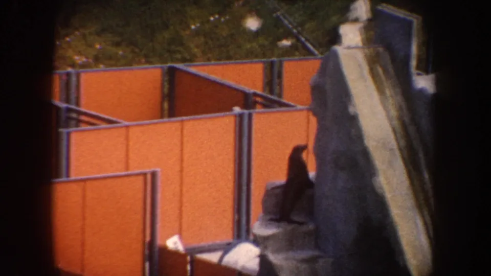 A seal appears beside a rocky obstacle and orange enclosure panels in this 1962 California home-movie frame.