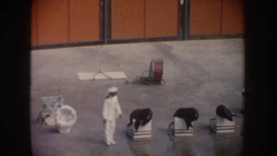 1962 California sea lion performance frame with a trainer in white directing animals on striped stands beside poolside props.