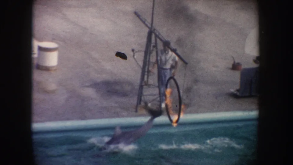 1962 California 8mm frame showing a dolphin mid-jump toward a flaming hoop while the handler stands at the rigging.