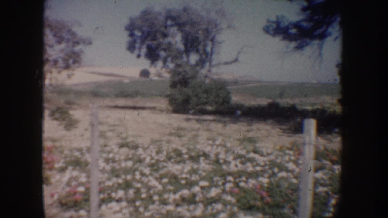 1962 California garden view with blooming flowers, a pale fence post, trees, open fields, and hills beyond.