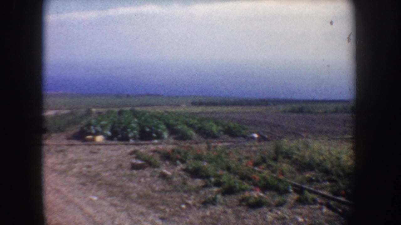 Dirt road beside cultivated rows with open fields and a distant horizon.