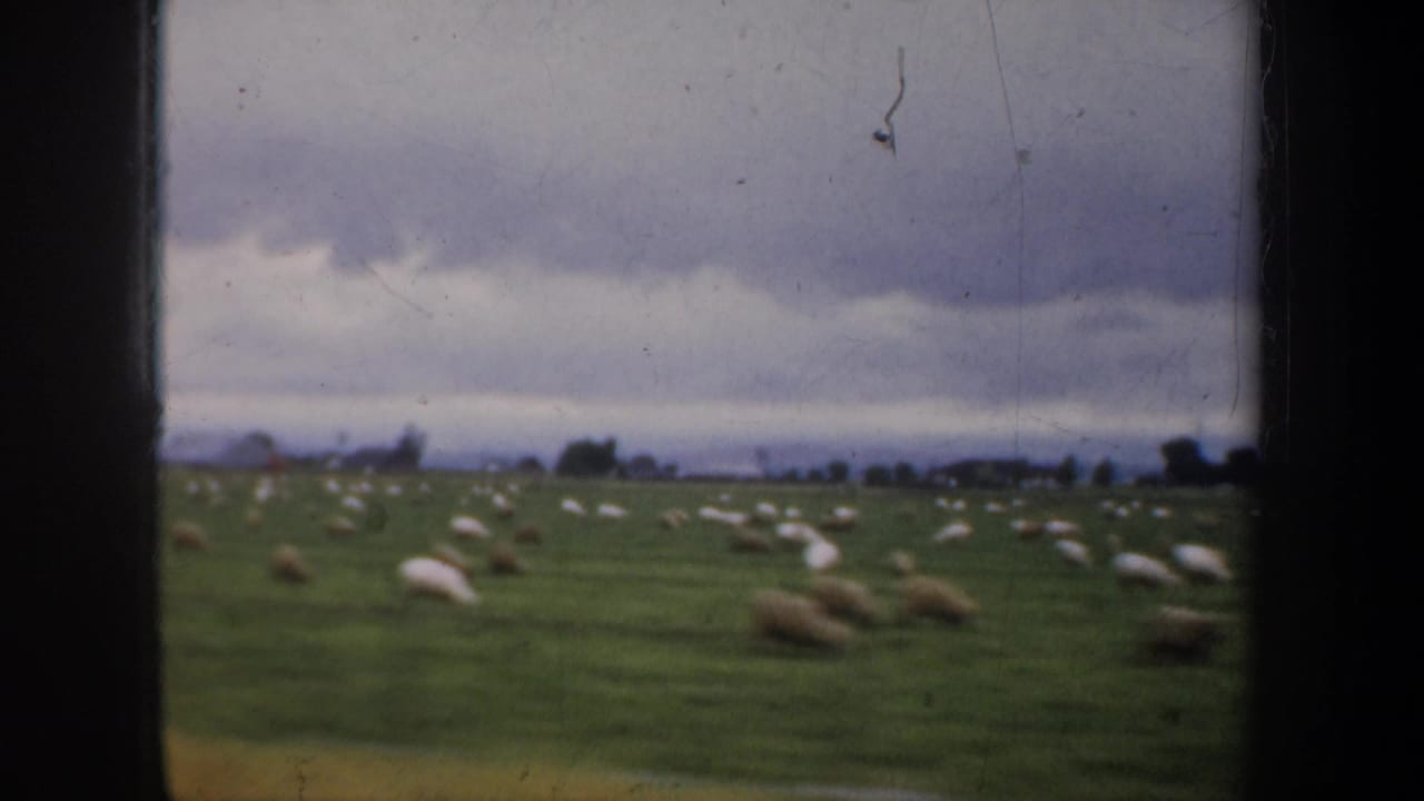 Green pasture with scattered sheep beneath a low gray sky.