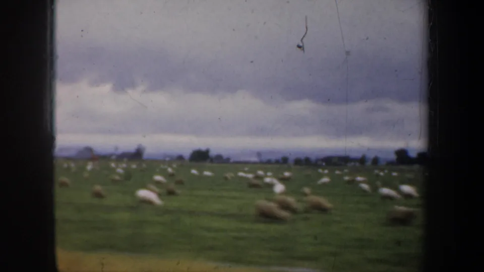 1957 San Francisco-area pasture scene with numerous sheep grazing across a green field under heavy clouds.
