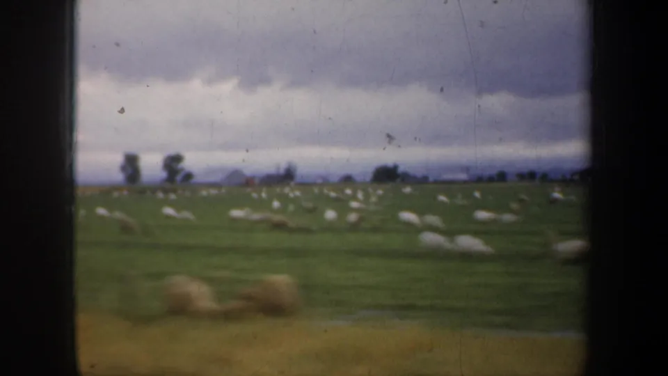 Soft 8mm frame of a San Francisco-area pasture, with sheep spread across the grass and a dark cloud bank overhead.