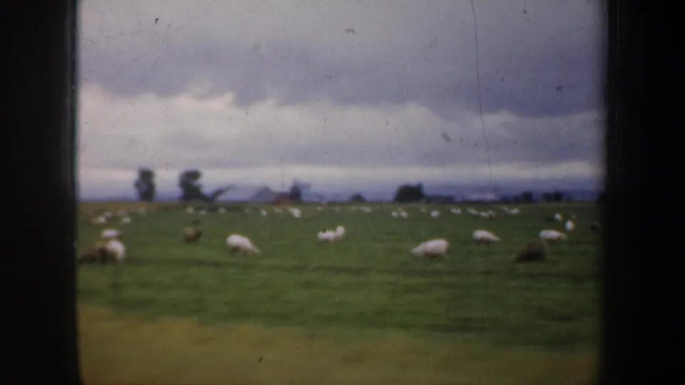 1957 home-movie view of sheep scattered across a green San Francisco-area pasture with distant trees and gray clouds.