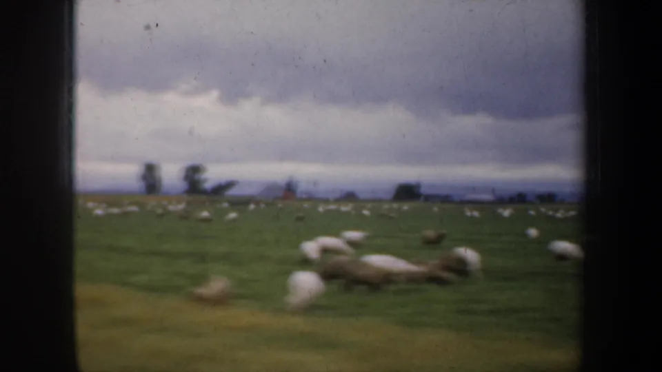 1957 8mm home-movie frame of sheep scattered in a green pasture near San Francisco, with overcast sky and visible film gate edges.