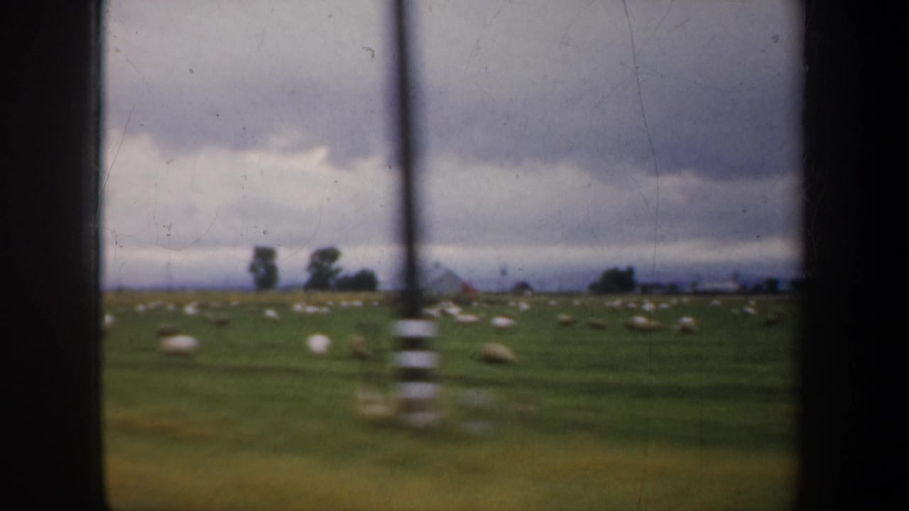 Scattered sheep in a pasture with distant trees and farm buildings beneath a cloudy sky.