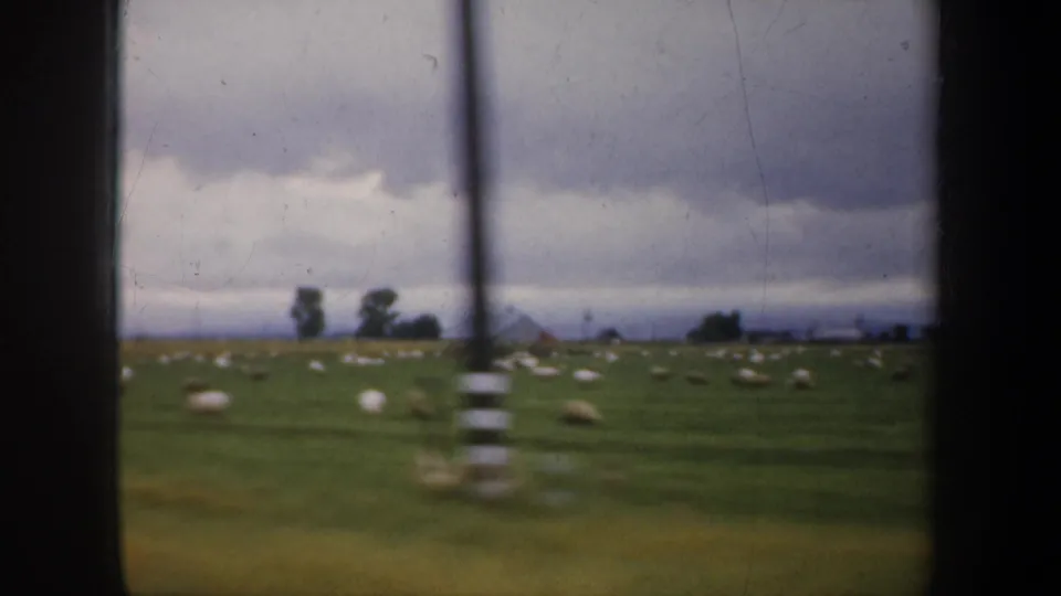 1957 8mm frame showing sheep spread across a green field near San Francisco, with distant trees, small structures, and film scratches visible.