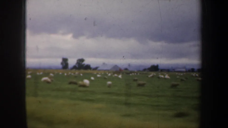 1957 8mm home-movie frame of a broad sheep pasture near San Francisco, with muted color, soft focus, distant trees, and surface dust.