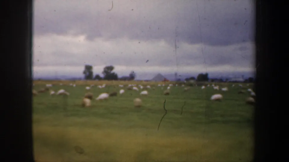 1957 8mm frame of sheep in a green pasture near San Francisco, showing distant farm structures, overcast sky, and pronounced celluloid marks.