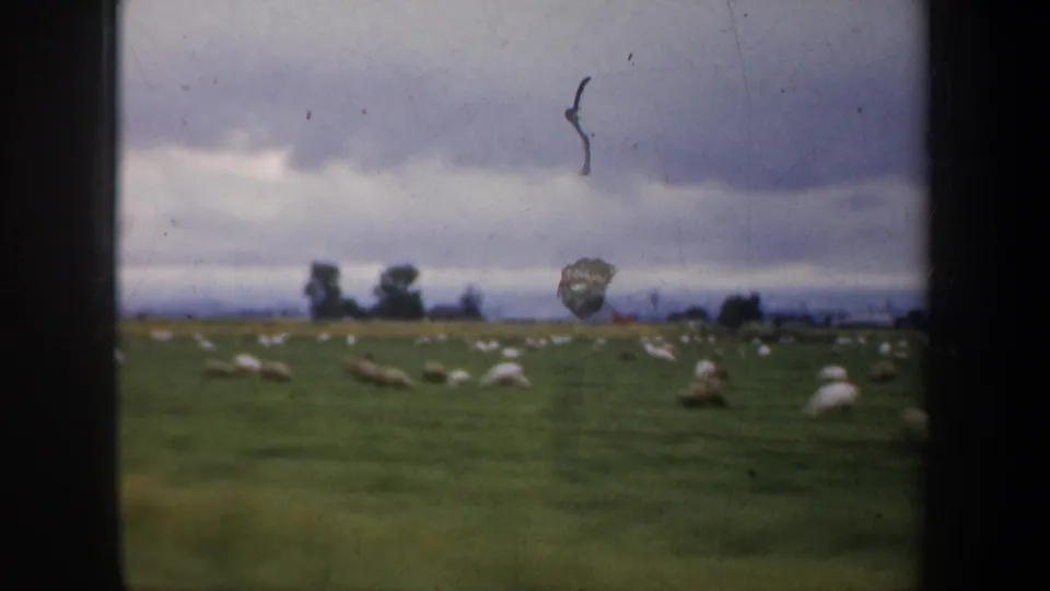 8mm home-movie frame showing sheep in an open grassy field under a dark cloudy sky, included within the clip contact sheet.