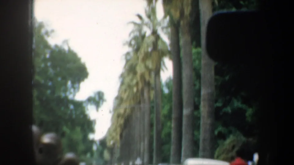 1950s San Francisco home-movie view of a palm-lined street, seen from a moving vehicle with trees and cars in soft focus.
