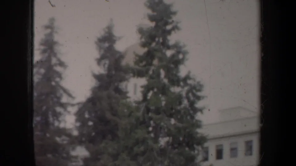 San Francisco travel footage showing tall trees in front of a pale civic-looking building, softened by exposure and focus.